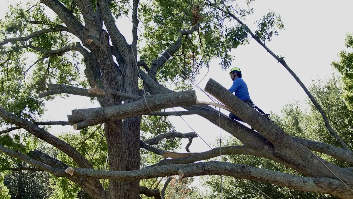 Professional Crown Thinning performed by certified arborists in Belfast